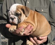 Strong and Intelligent British bulldog puppies for Xmas.