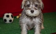 Nice Miniature Schnauzer puppies for sale