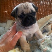 Cooper Pug Puppies for young kids