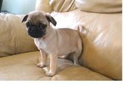 sweet pug for sell