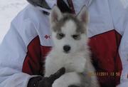 Registered Siberian Husky pups